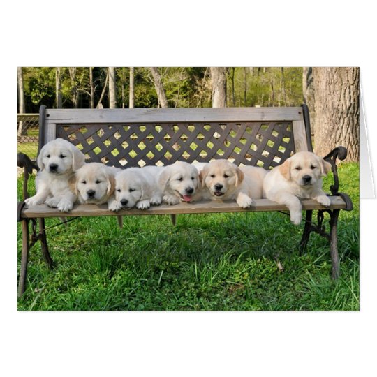 Rhonda's Valour Litter Bench Photo Card