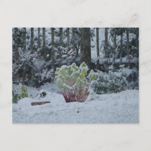 Rhubarb in Snow Postcard