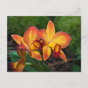 Rhyncattleanthe Love Tapestry Postcard