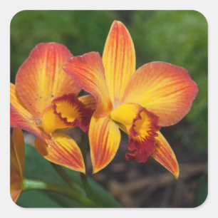 Rhyncattleanthe Love Tapestry Square Sticker