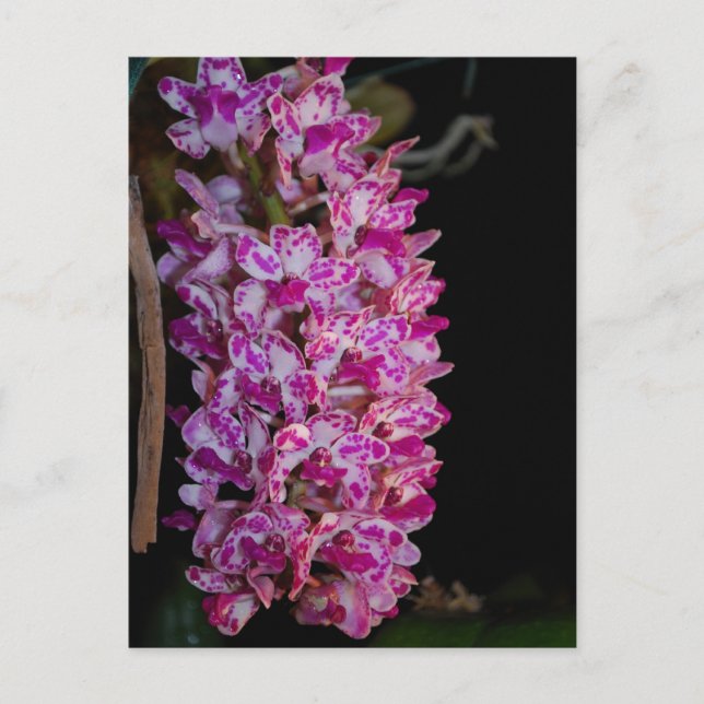 Rhynchostylis gigantea point orchid postcard (Front)