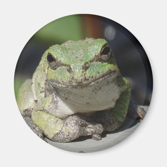 ribbit magnet (Front)