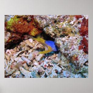 Ribbon Eel Poster