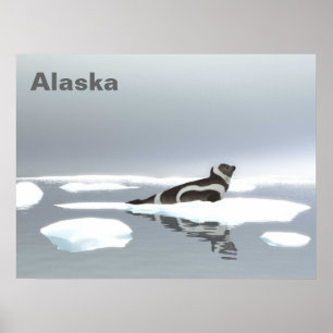Ribbon Seal On Ice Poster
