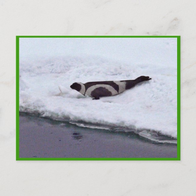 Ribbon Seal Postcard (Front)
