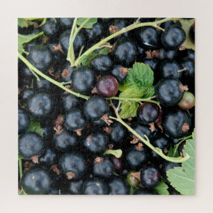 Ribes nigrum zwarte bessen oogst jigsaw puzzle