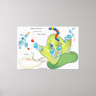 Ribosome mRNA tRNA molecules proteins Diagram  Canvas Print