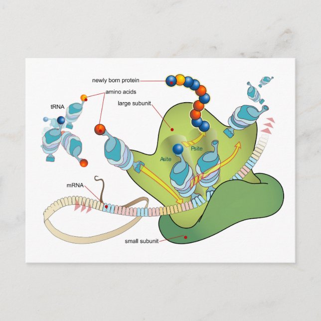 Ribosome mRNA tRNA molecules proteins Diagram  Postcard (Front)
