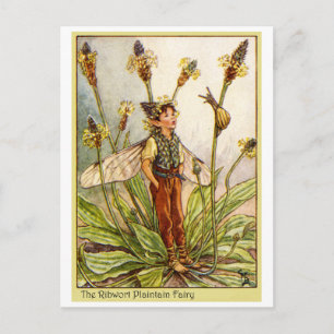 Ribwort Plaintain Fairy Postcard