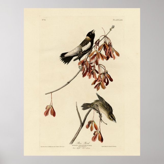 Rice Bird (Bobolink) - Audubon's Birds of America Poster (Front)