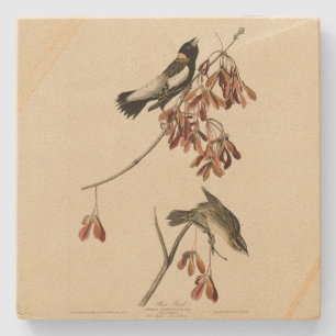 Rice Bird (Bobolink) - Audubon's Birds of America Stone Coaster