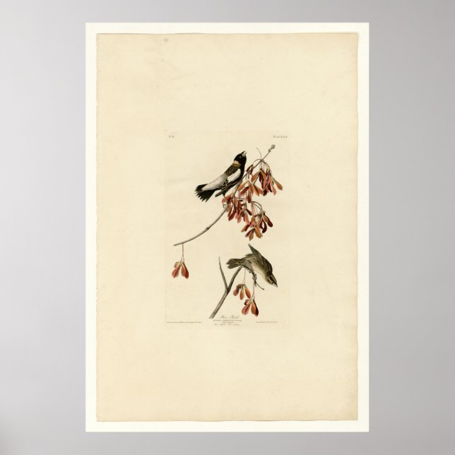 Rice Bird Poster (Front)