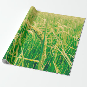 Rice field in rural and fresh,  vintage styleabstr wrapping paper