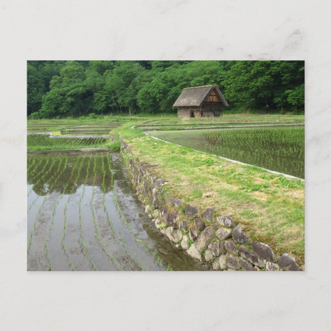Rice Fields: Gifu, Japan Postcard (Front)