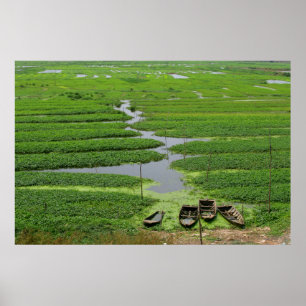 rice fields in cambodia poster