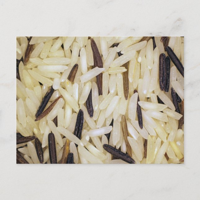 rice grains macro photo postcard (Front)