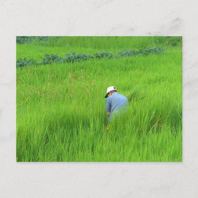 Rice harvest in Waegwan, Southkorea Postcard (Front)
