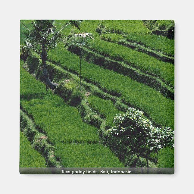 Rice paddy fields, Bali, Indonesia Magnet (Front)
