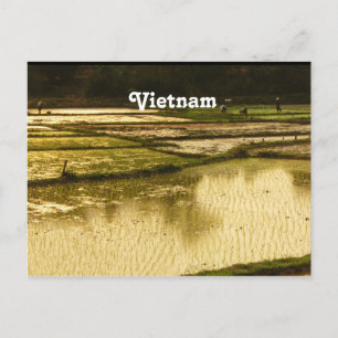 Rice Paddy Postcard