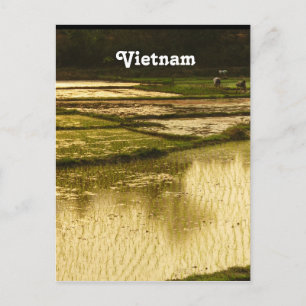 Rice Paddy Postcard