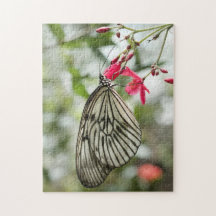 Rice Paper butterfly, Paper Kite, Idea leuconoe