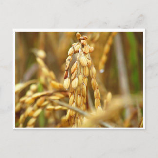 Rice postcard