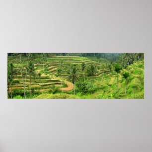 Rice Terraces in Bali Poster Print