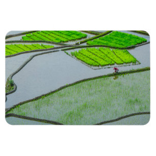 Rice Terraces of Luzon Magnet