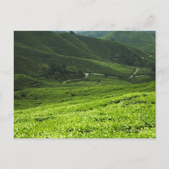 rice terraces postcard (Front)