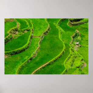 Rice Terraces Poster