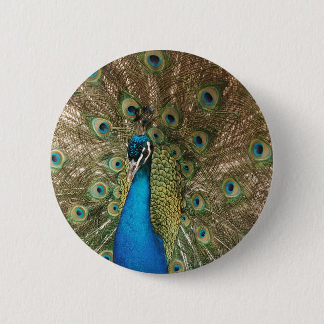 Rich Colour Photo of Peacock 2 Inch Round Button (Front)