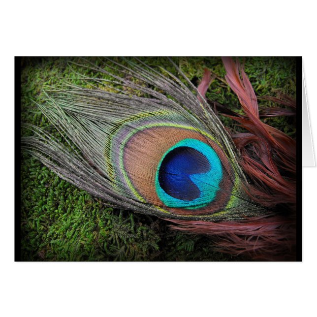 Rich, Elegant Peacock Feather Photo (Devant horizontal)