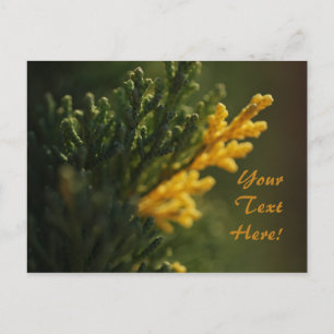 Rich Green Warm Yellow Plant Photo Postcard