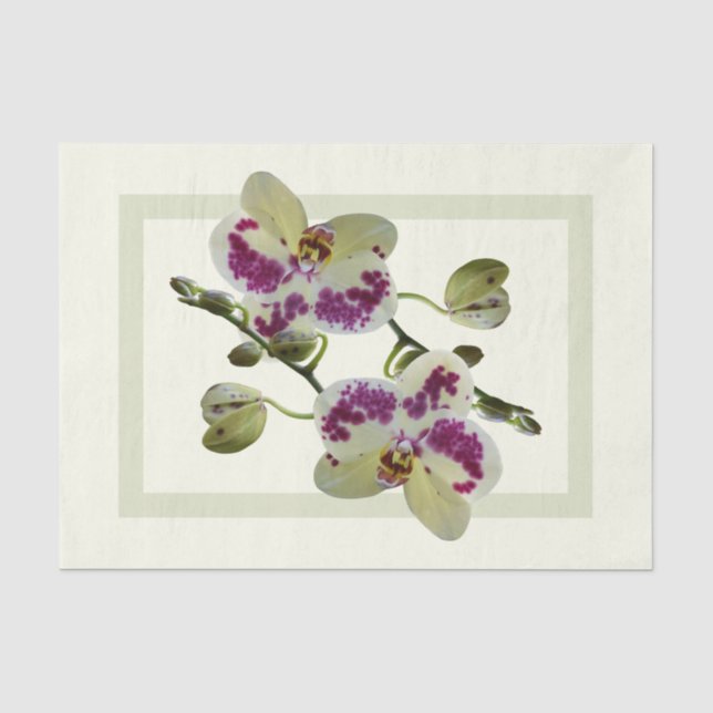Rich Pale Yellow Orchids Paper Tissue Gifts (Front)