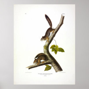 Richardson's Columbian (Red) Squirrel by Audubon Poster