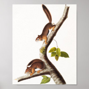 Richardson's Columbian Squirrel Illustration Poster
