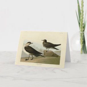 Richardson's Jager from Audubon's Birds of America Card