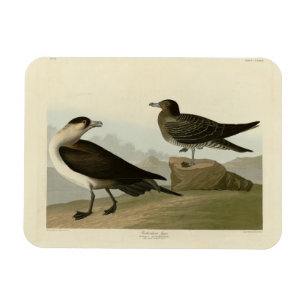 Richardson's Jager from Audubon's Birds of America Magnet