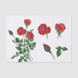 Richly Red Roses and Buds in Vintage Style Tissue Paper