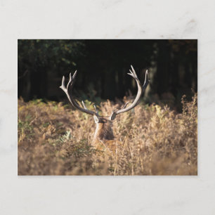 Richmond Park stag, London Postcard