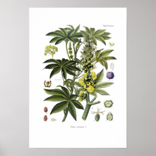 Ricinus communis (Castor Oil Plant) Poster