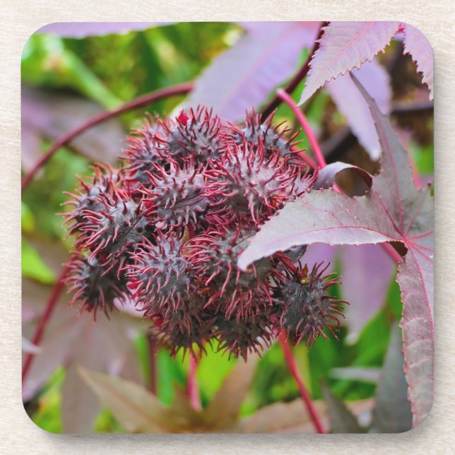 Ricinus communis coaster (Front)