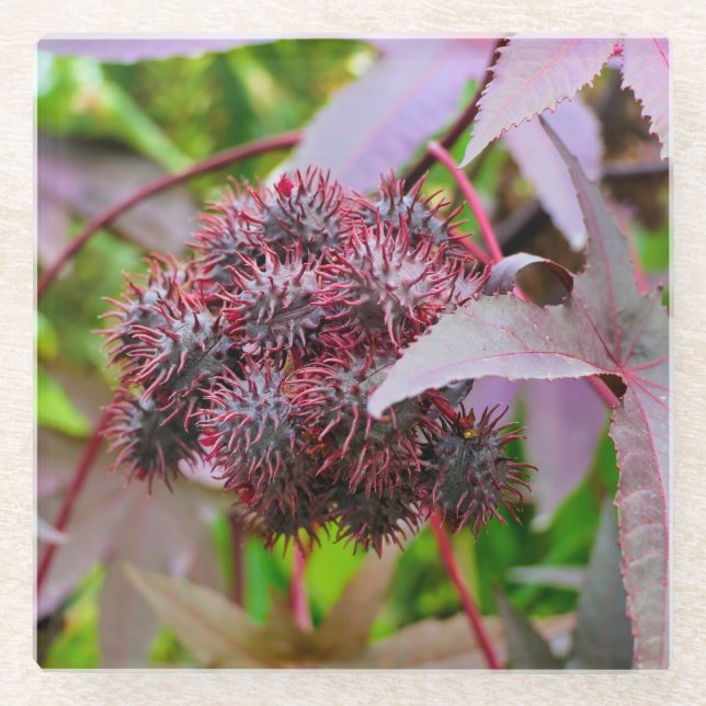 Ricinus communis glass coaster (Front)