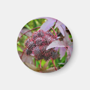 Ricinus communis Magnet