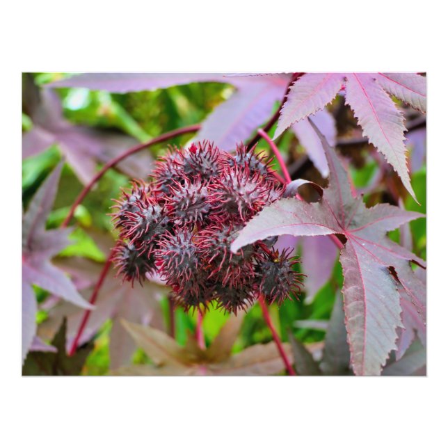 Ricinus communis photo print (Front)