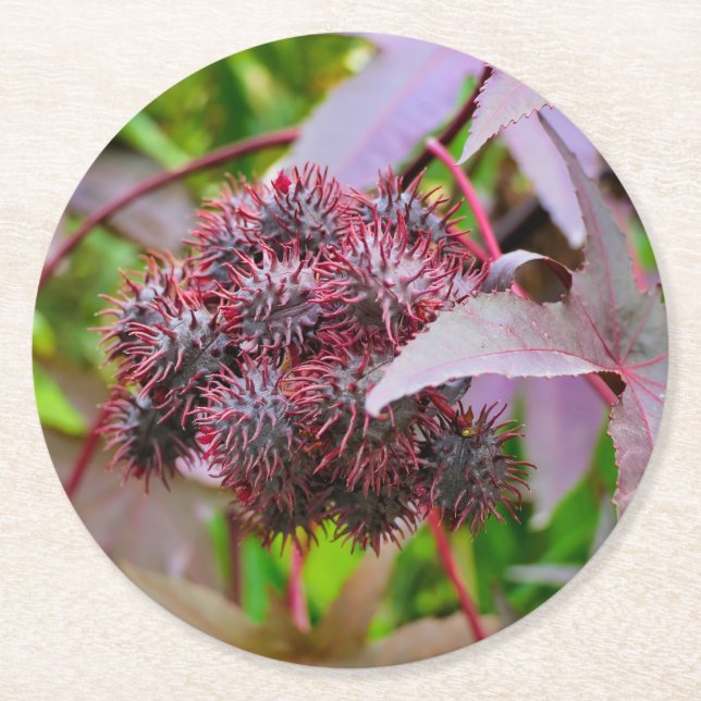 Ricinus communis round paper coaster (Front)