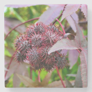 Ricinus communis stone coaster