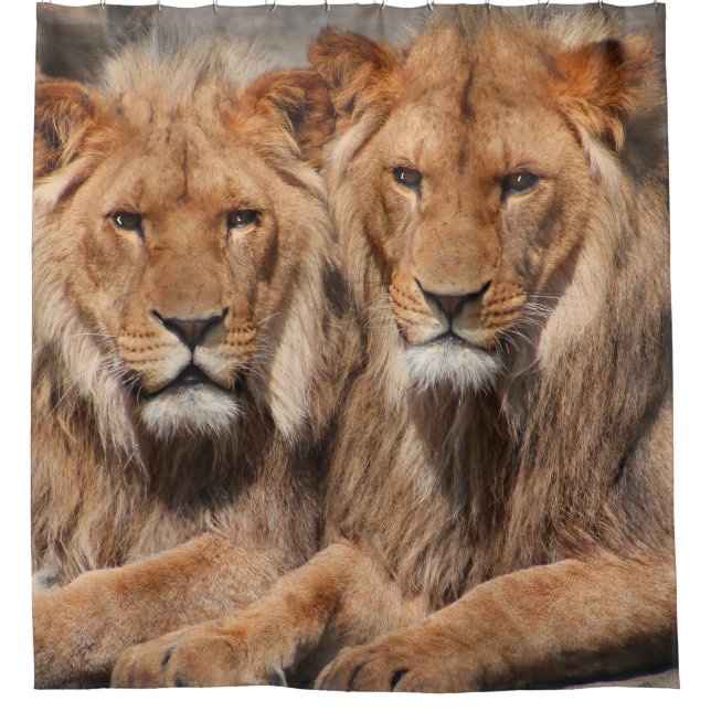 Rideau de douche Lions (Devant)