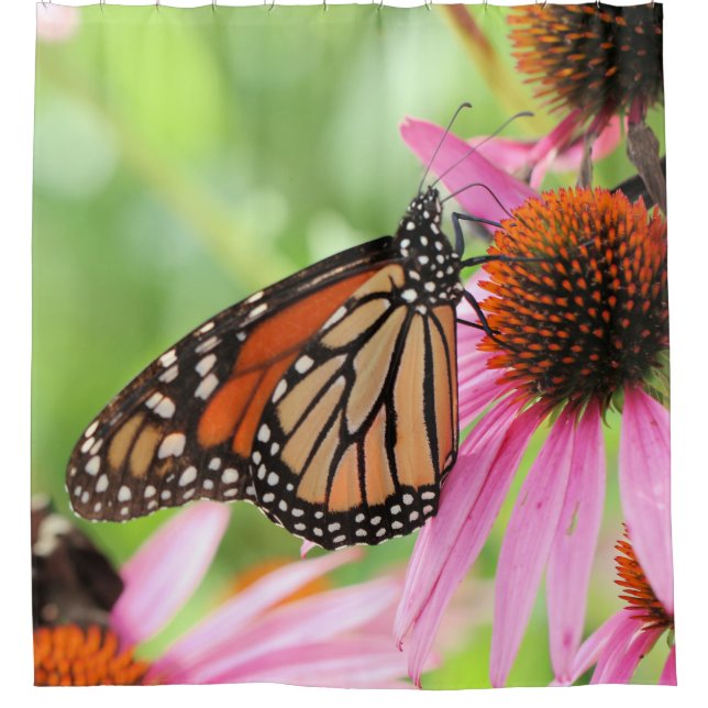 Rideau de douche monarchie (Devant)