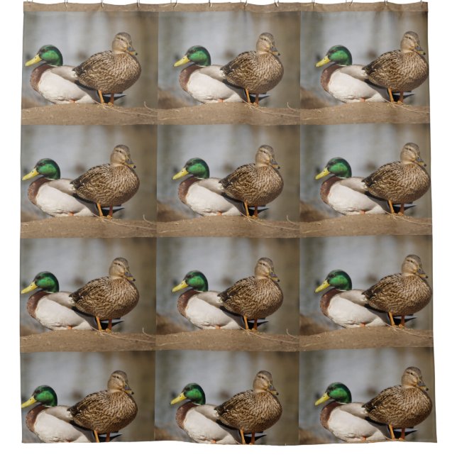 Rideau en douche de canards de Mallard (Devant)